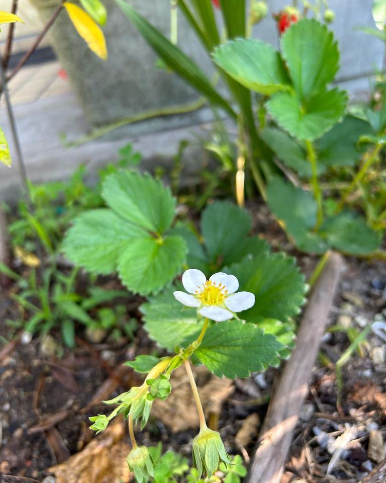 デイサービスセンターめぐるガーデンのいちごの花
