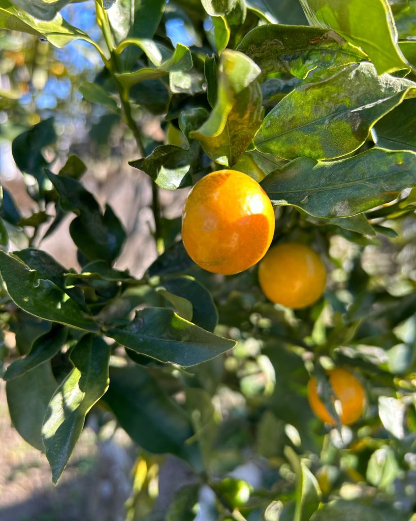 デイサービスめぐるになっている金柑の写真